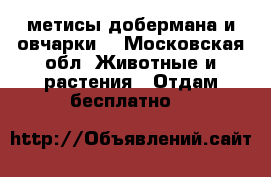 метисы добермана и овчарки  - Московская обл. Животные и растения » Отдам бесплатно   